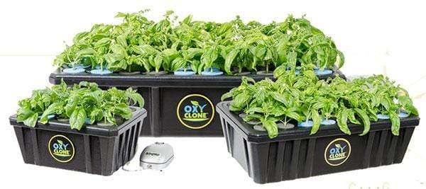 oxyCLONE Germination oxyCLONE 20 Site Cloning System