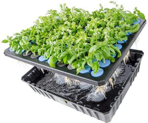 oxyCLONE Germination oxyCLONE 20 Site Cloning System